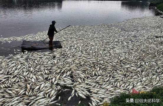 是海水严重污染吗？广东一海滩出现大量死鱼，触目惊心