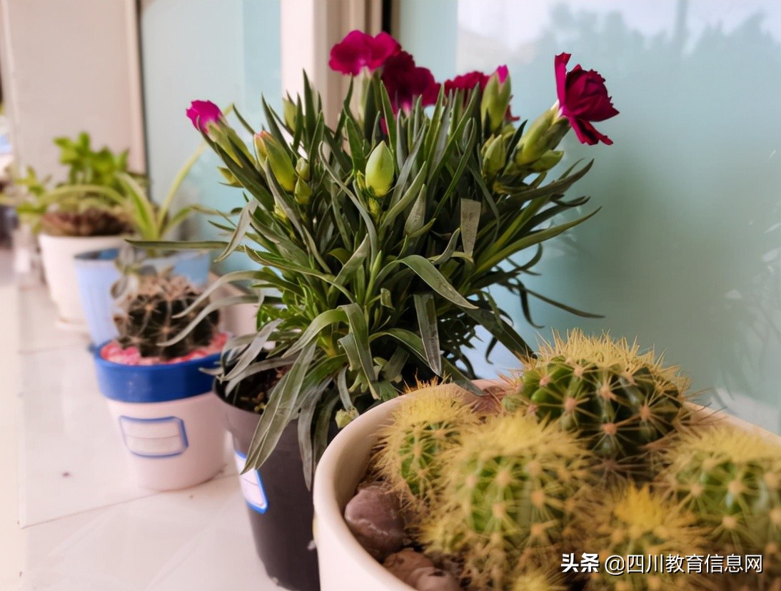 遂宁高级实验学校外国语学校小学部举行“最美教室”评比活动