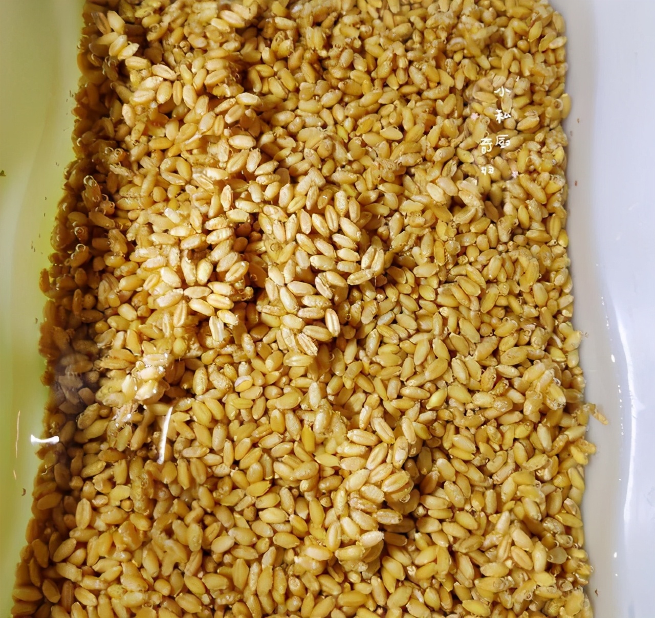 自制麦芽糖，只需小麦和糯米，简单又美味，都是童年的回忆