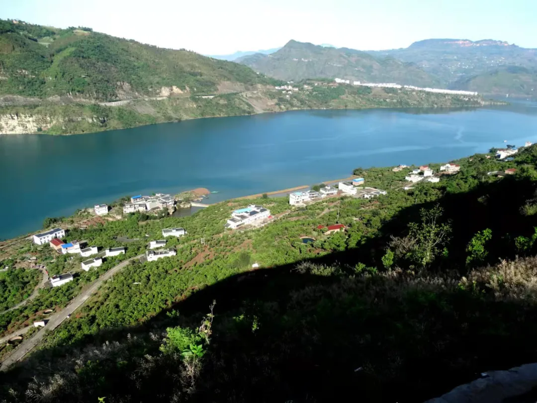 书楼镇颗颗金果串起致富同心圆