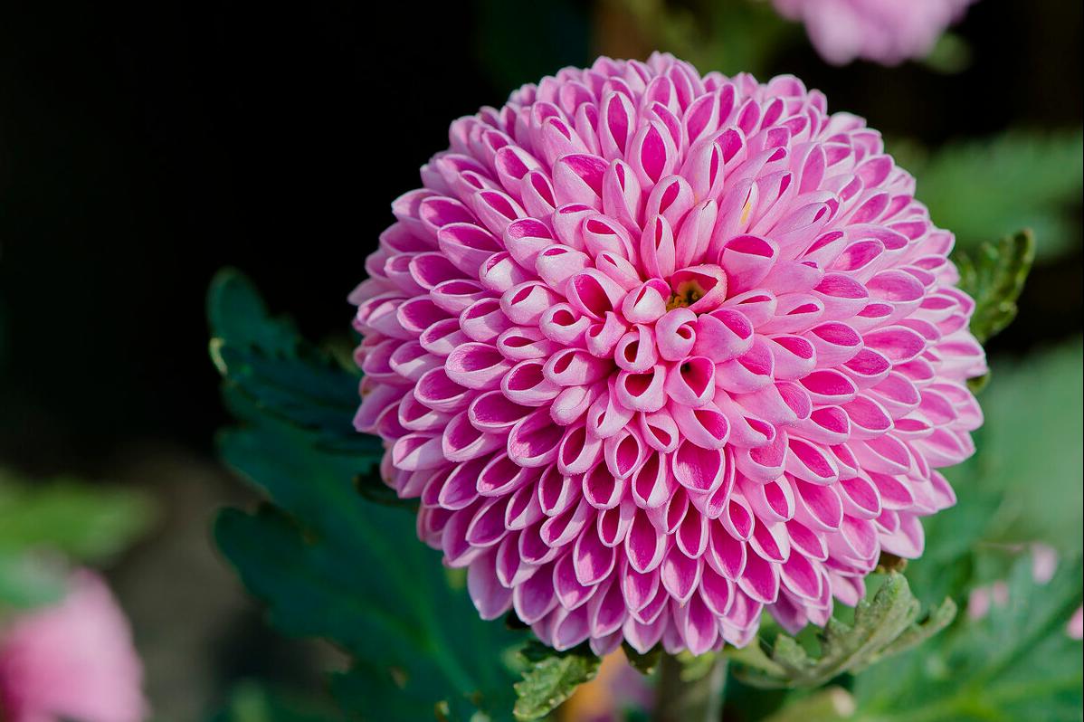 种植乒乓菊,一定要给予乒乓菊足够的光照,光照不足