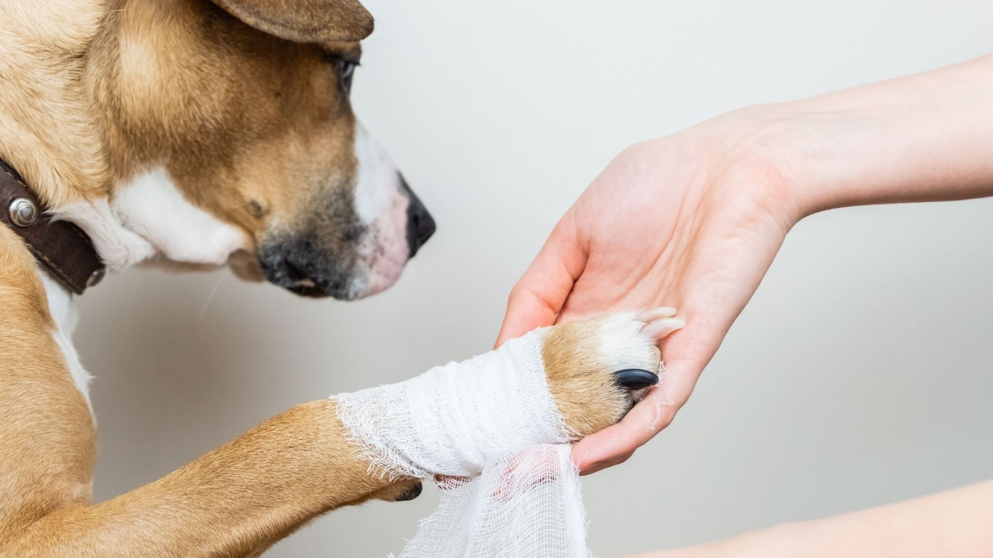 关于狗狗趾间炎的那些事，日常预防大于治疗，多种病因引起重视_脚趾