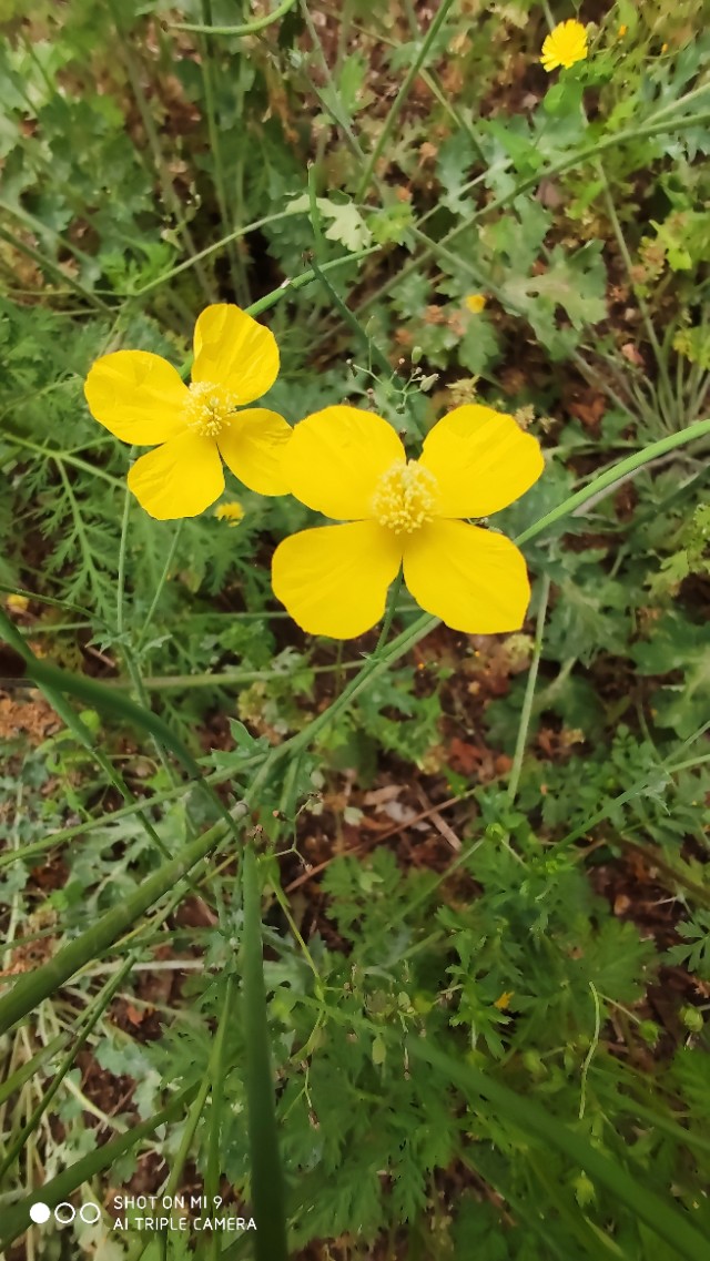 浅夏寻芳,无名小花也绽香.