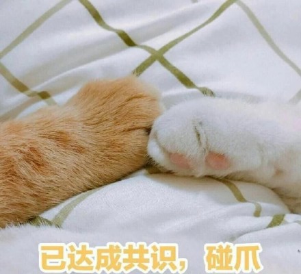 猫咪表情包合集｜你都没有胸，凶什么凶