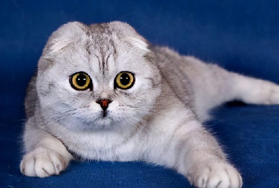 不养折耳猫的5大理由，你能接受吗？