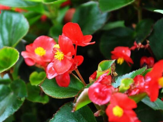 海棠花什么时候开花(海棠花什么时候开花，盆栽海棠花花期多久)