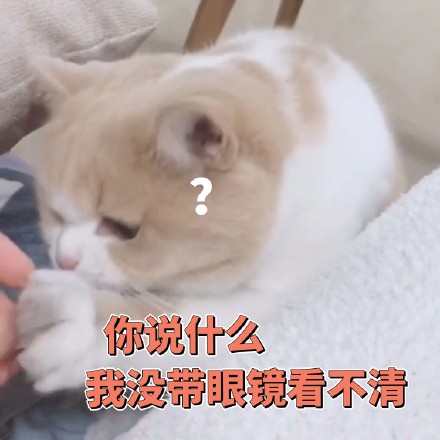 猫咪表情包：你不对劲，小老弟