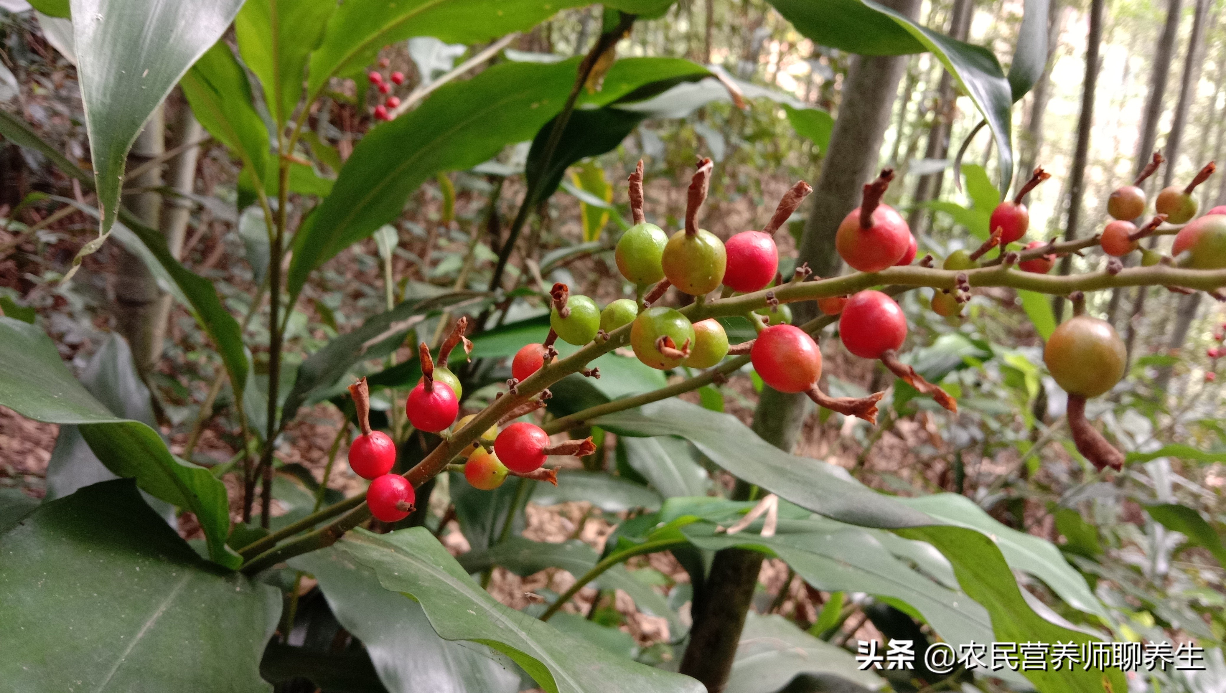 山姜的功效与作用(各位注意农村野山姜煮水好处多)