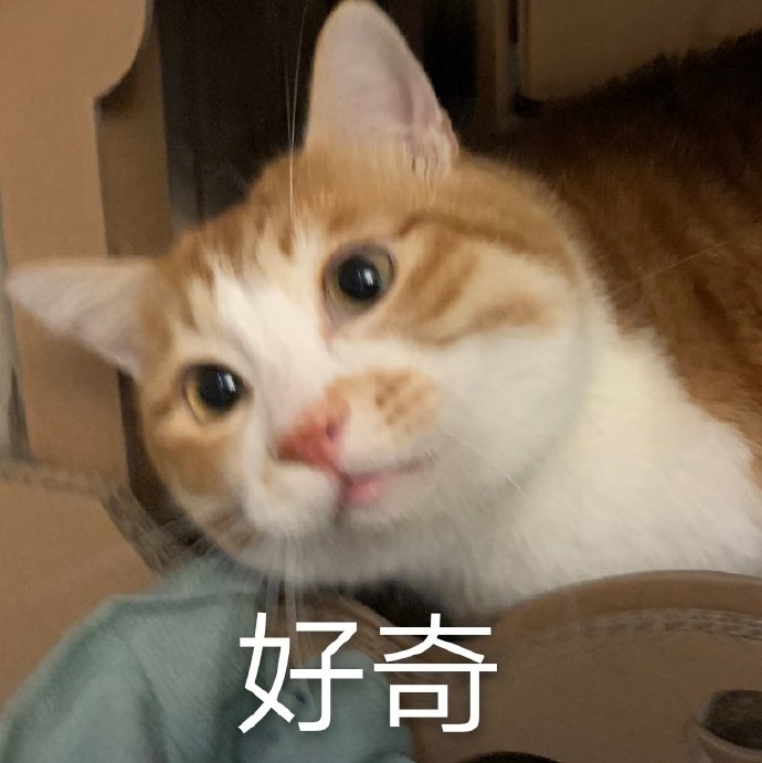 猫咪表情包合集我小猫咪的心好痛