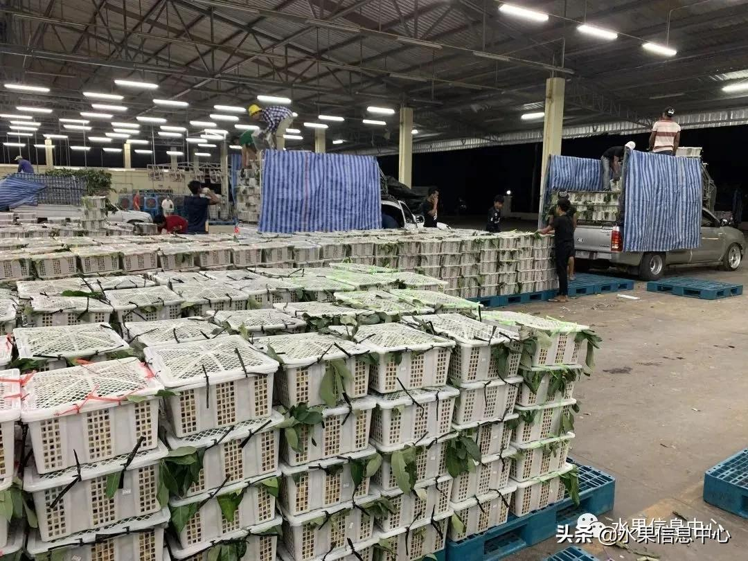 龙眼什么时候开花（泰国龙眼的等级区分标准）