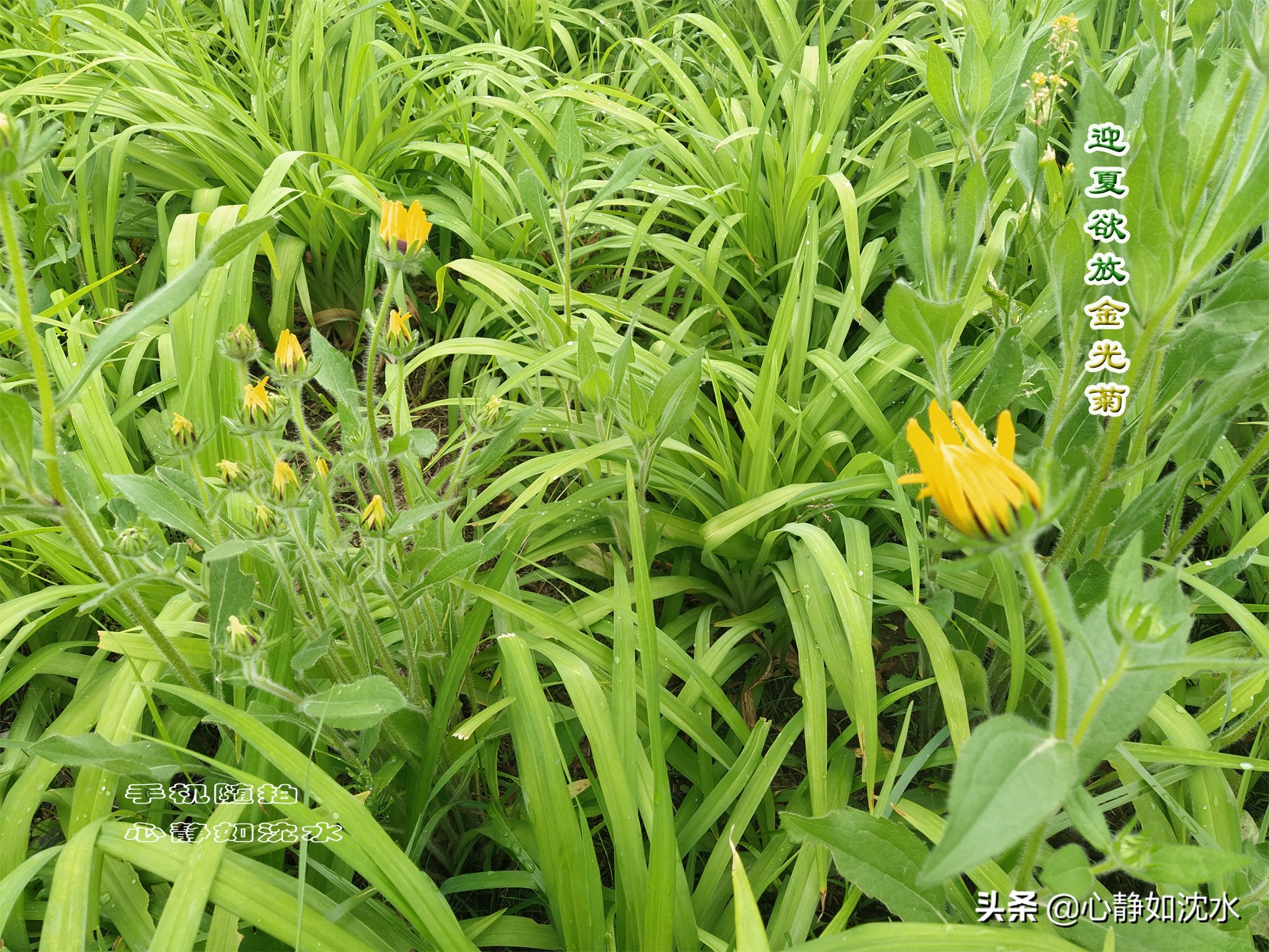 雨后探夏青，喜看小草野花的交融