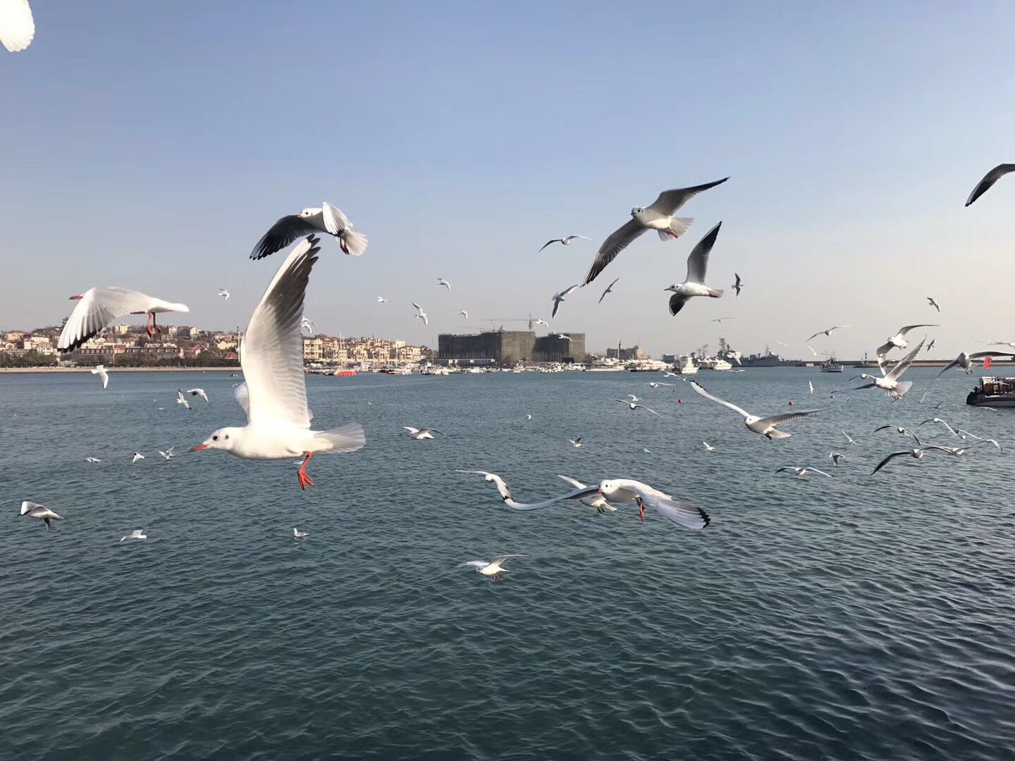 图文原创：观青岛初冬翱翔的海鸥有感