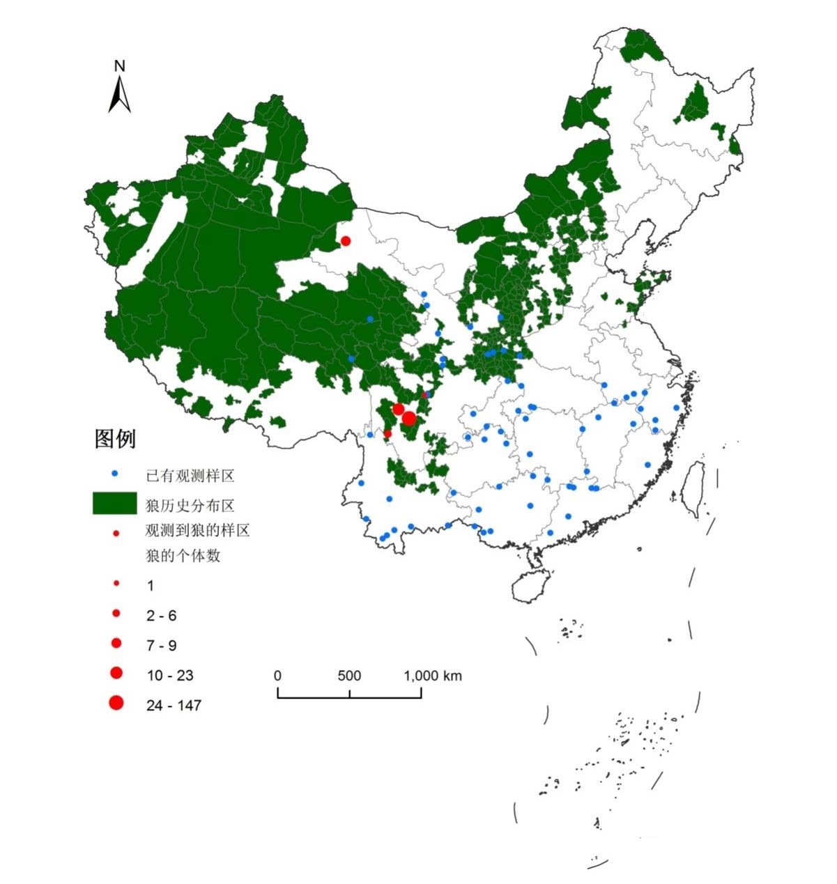 蒙古狼的生存现状（曾经遍布全国的狼在我国逐渐消失了）