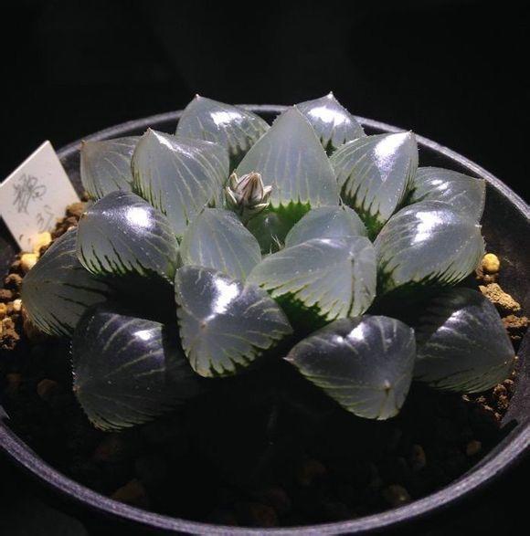 玉露开花图片(一款多肉卖出百万价格) - 赤虎壹号