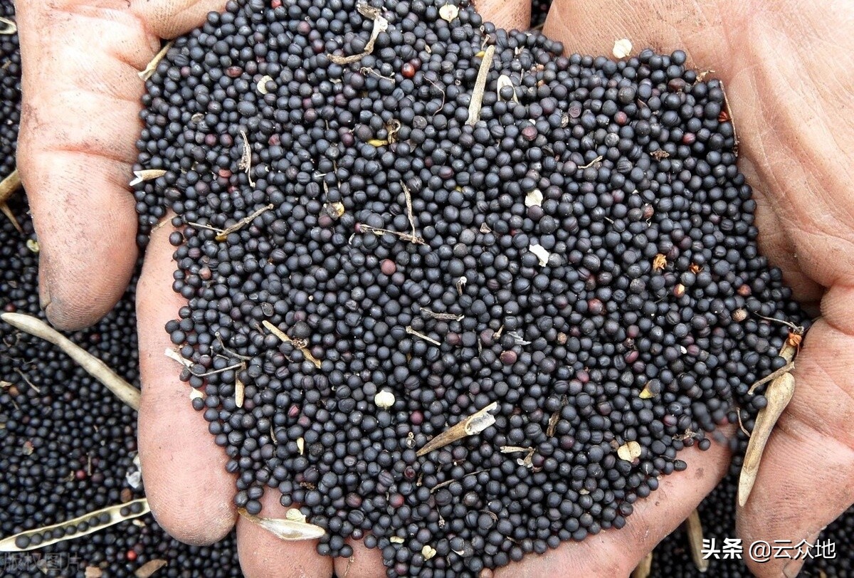 2016油菜籽价格表油菜陆续收割