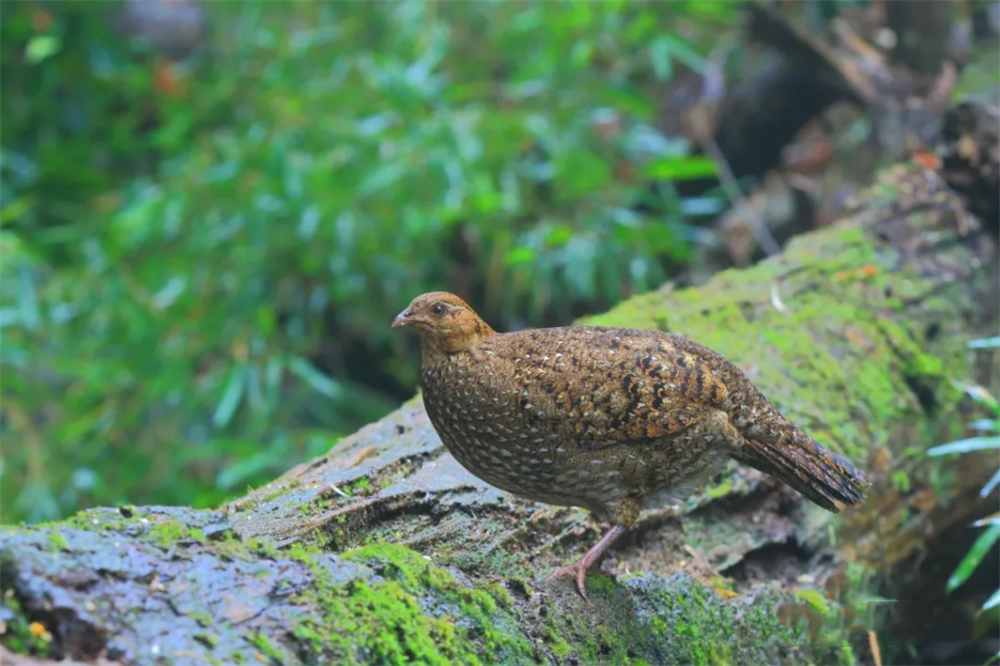 龙栖山出现寿鸡,树杈上筑巢孵蛋,遭松鼠偷蛋,悲伤鸣叫如婴孩哭