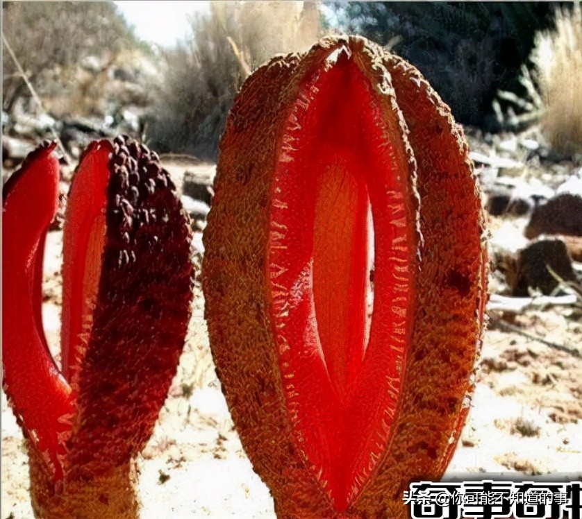 世界上最恐怖的食人花真的存在吗