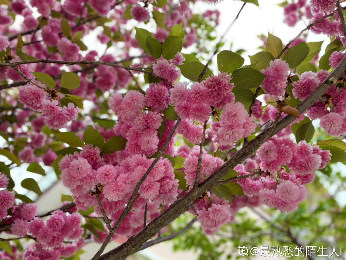 植物名称大全（80种常见植物图解，出门识花不求人）