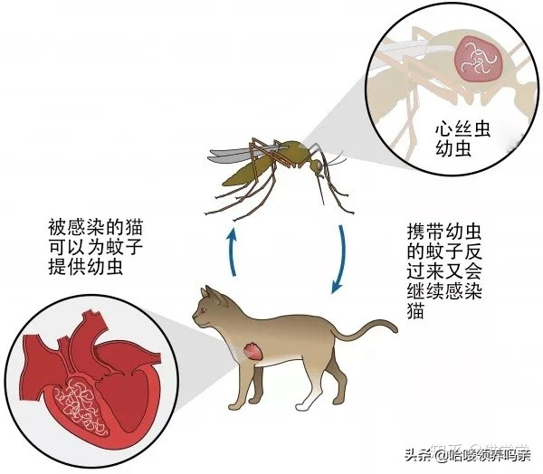 一份详细的猫寄生虫手册，看完你还敢说猫咪不需要驱虫吗？