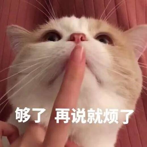 猫咪表情包合集｜我跟你讲，今天就必须带我吃火锅