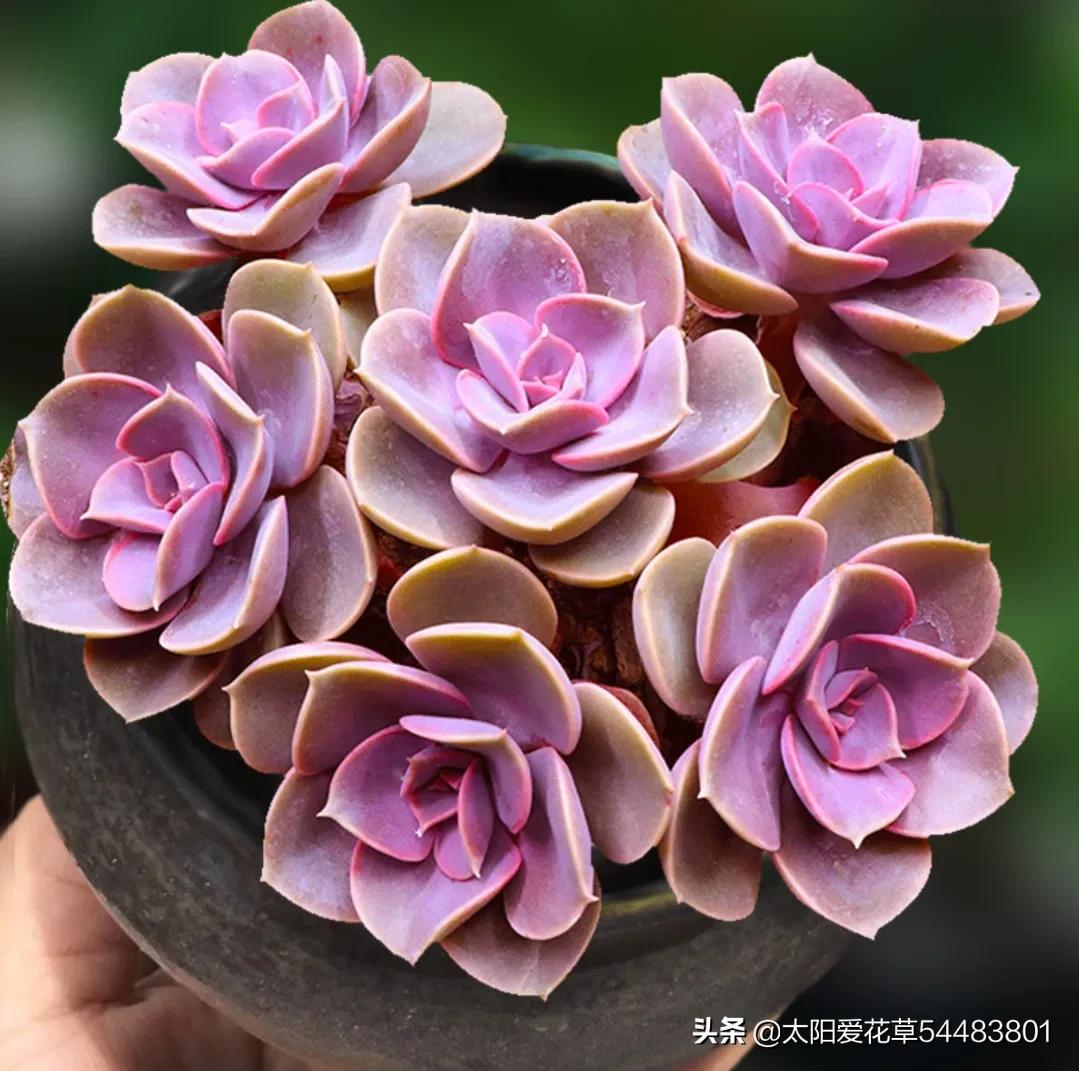 9种口碑非常好的多肉，易养护，出状态又仙又美
