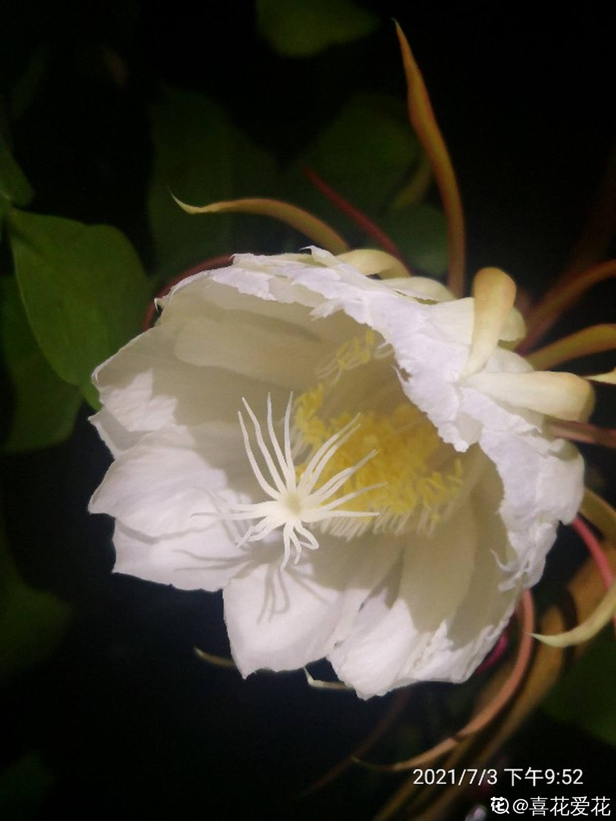 神秘莫测的昙花 昙花一现的昙花 - 情书号