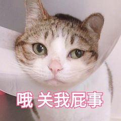 猫咪表情包｜哦，关我屁事