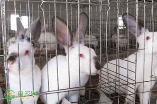 现在兔子收购价格多少钱一斤？养殖前景如何？