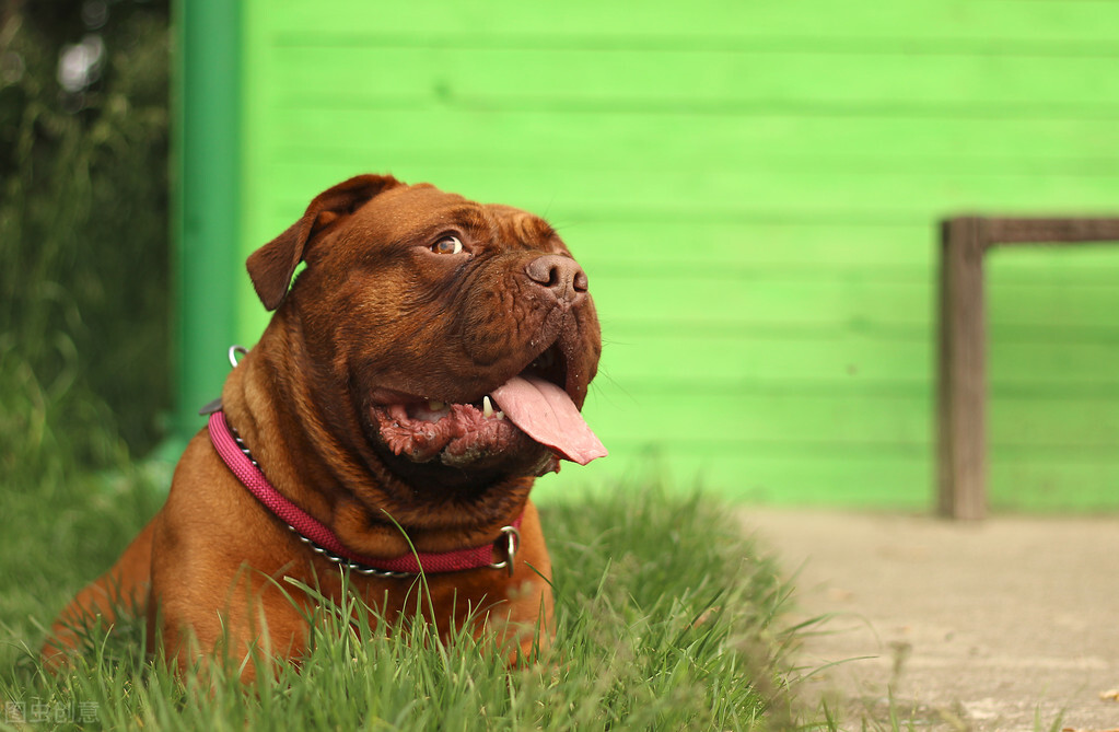 泰迪狗的寿命是多少年(寿命长的3种狗和寿命短的3种狗) - 青木春