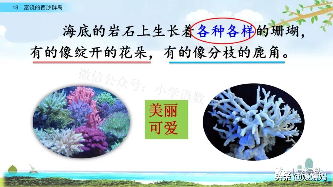 部编版三年级上册语文第18课《富饶的西沙群岛》课件及同步练习