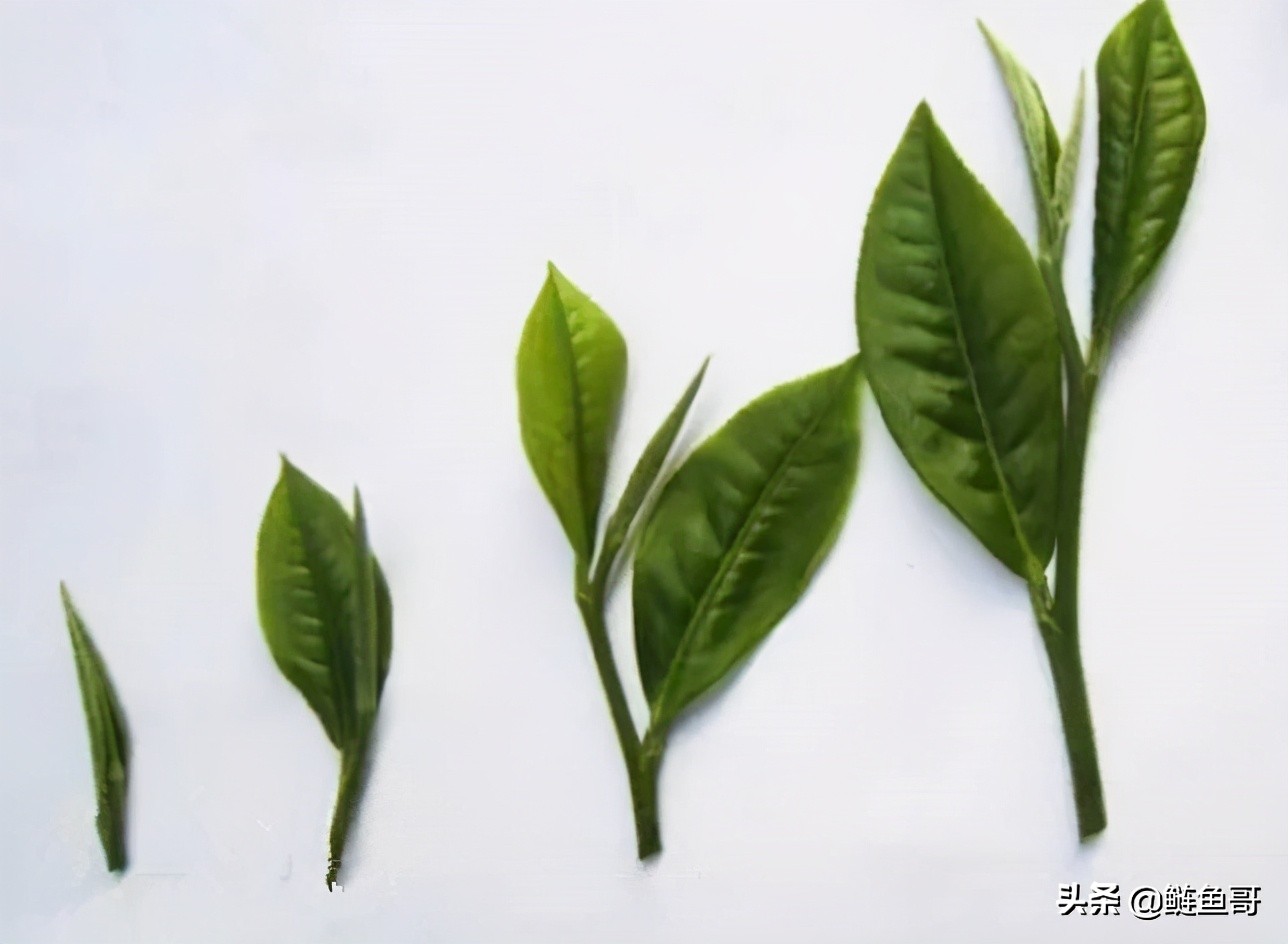黑茶之湖北青砖