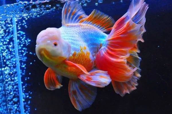 金鱼百览