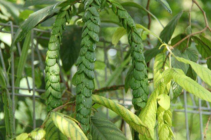 野外有种"蜈蚣草",叶子特殊成串生长,野外见到别害怕,价值高