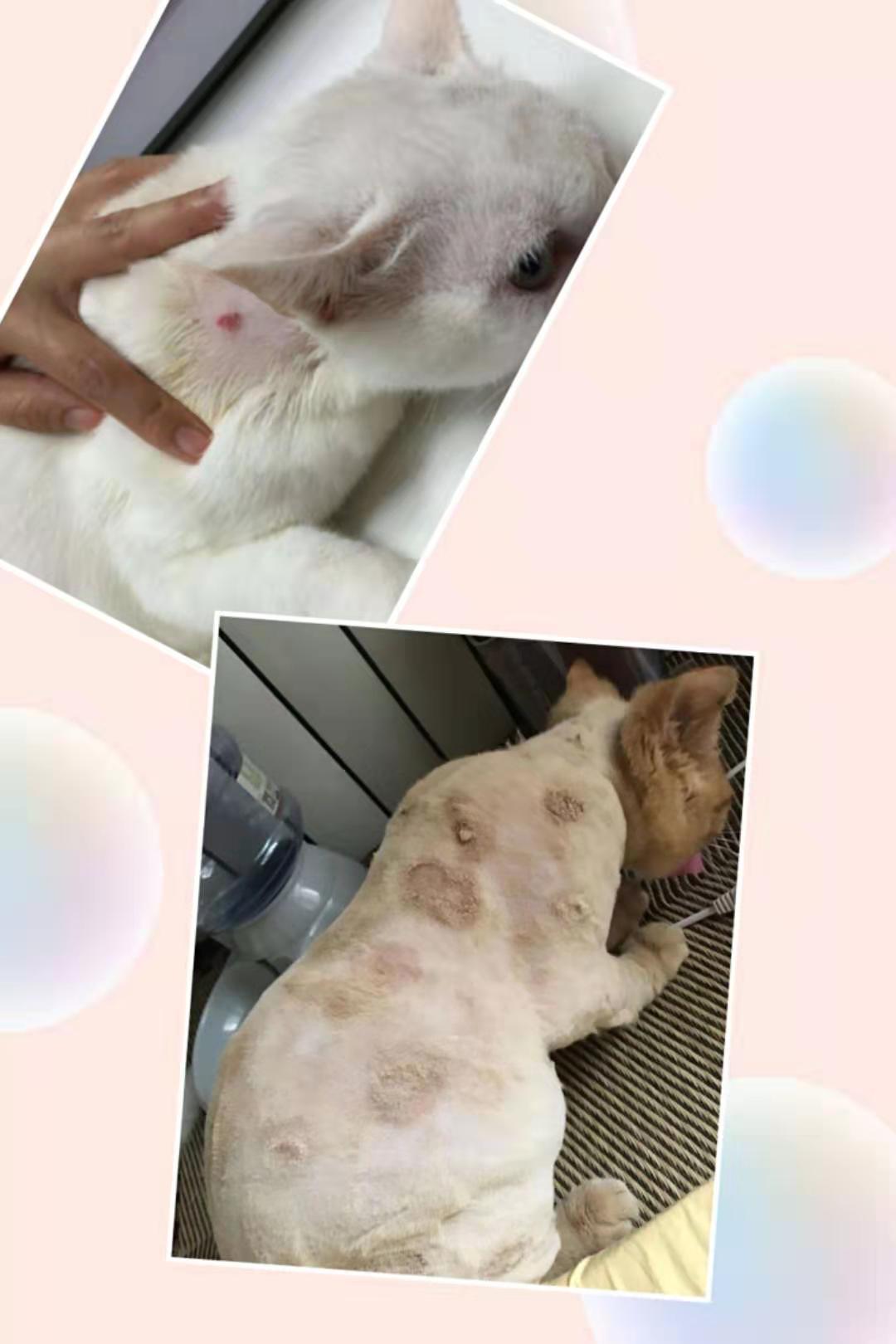 猫癣不是啥大問題，内行人透露3个治疗步骤，按流程来轻松搞定