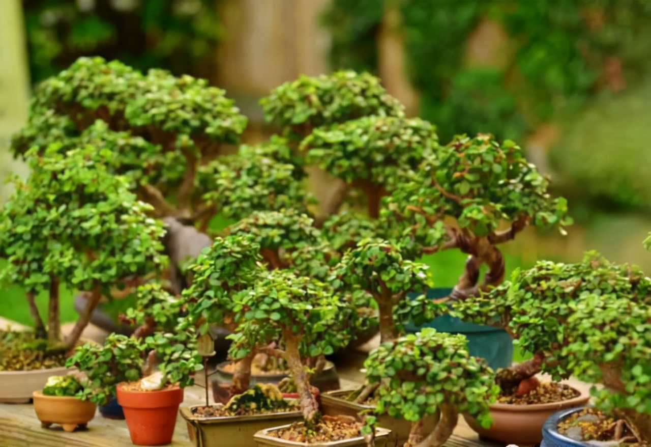 金枝玉叶花卉（金枝玉叶有6怕，难怪叶片哗哗掉，避开枝叶紧凑，二三年成老桩）