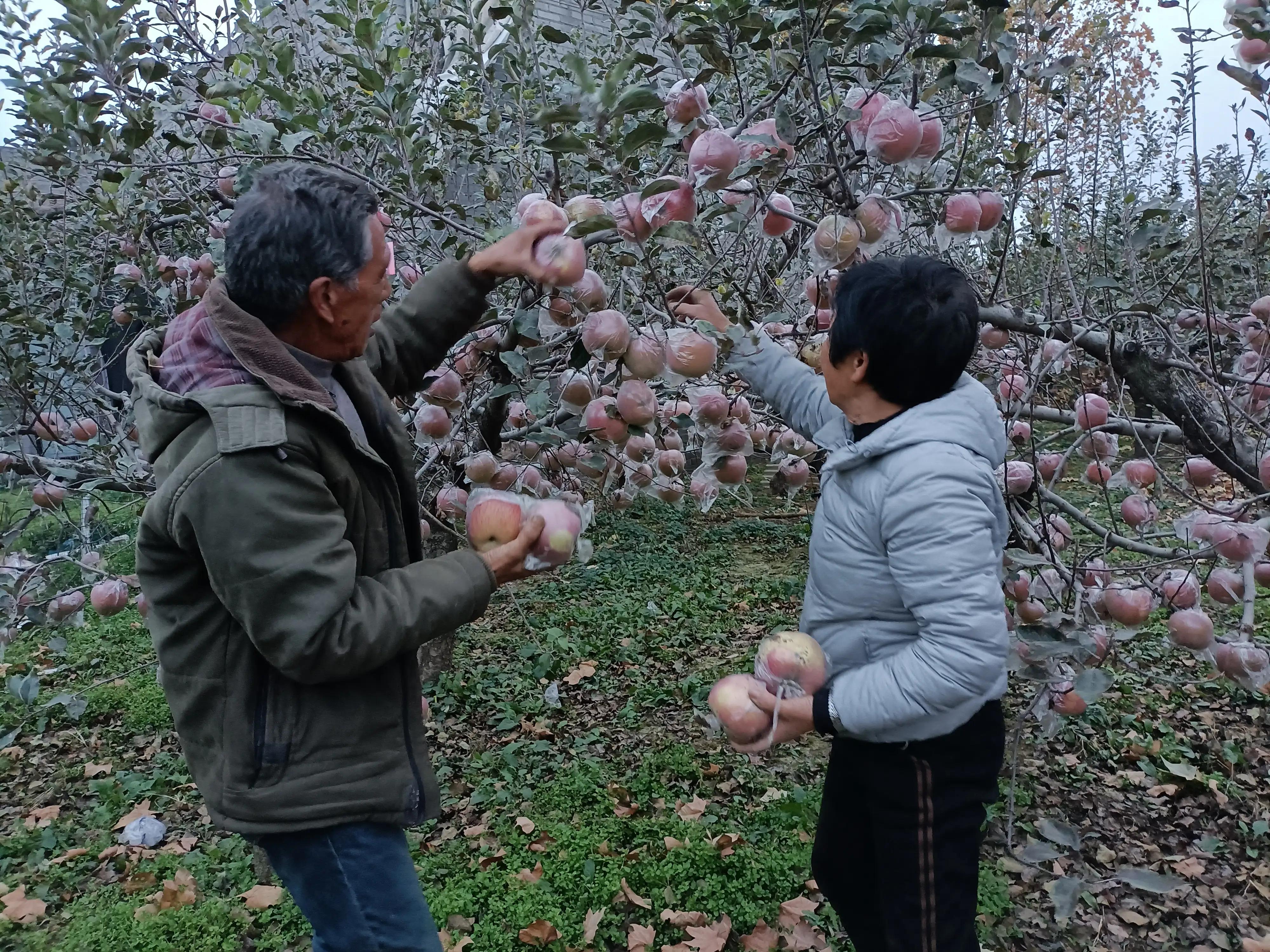 小寨村：灾后的苹果红艳艳