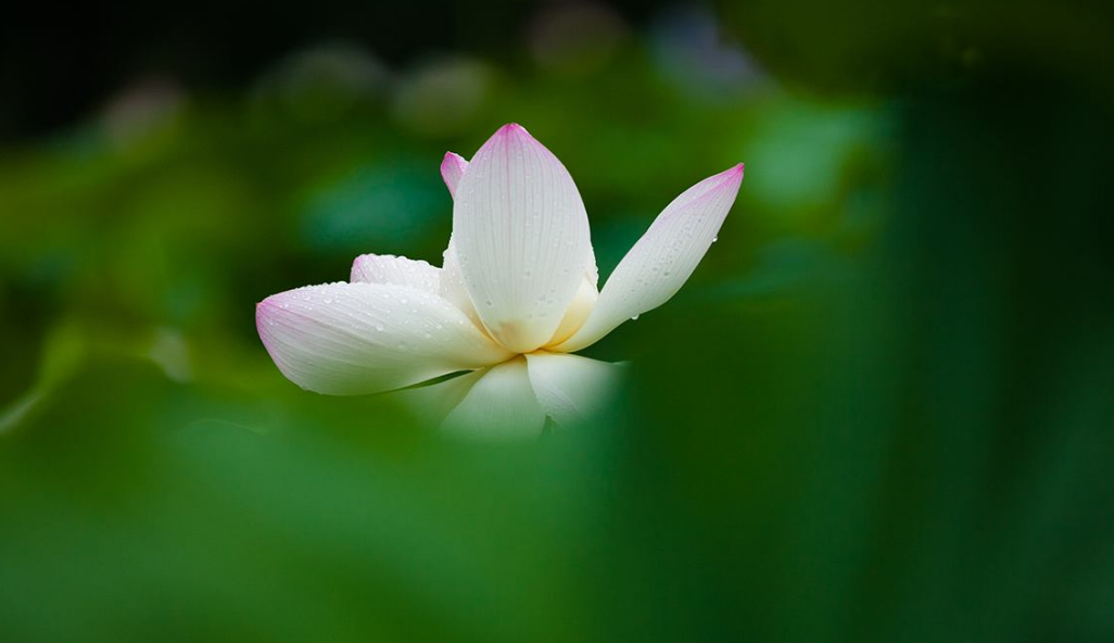 「诗词鉴赏」雨中观荷，惊艳了谁的时光