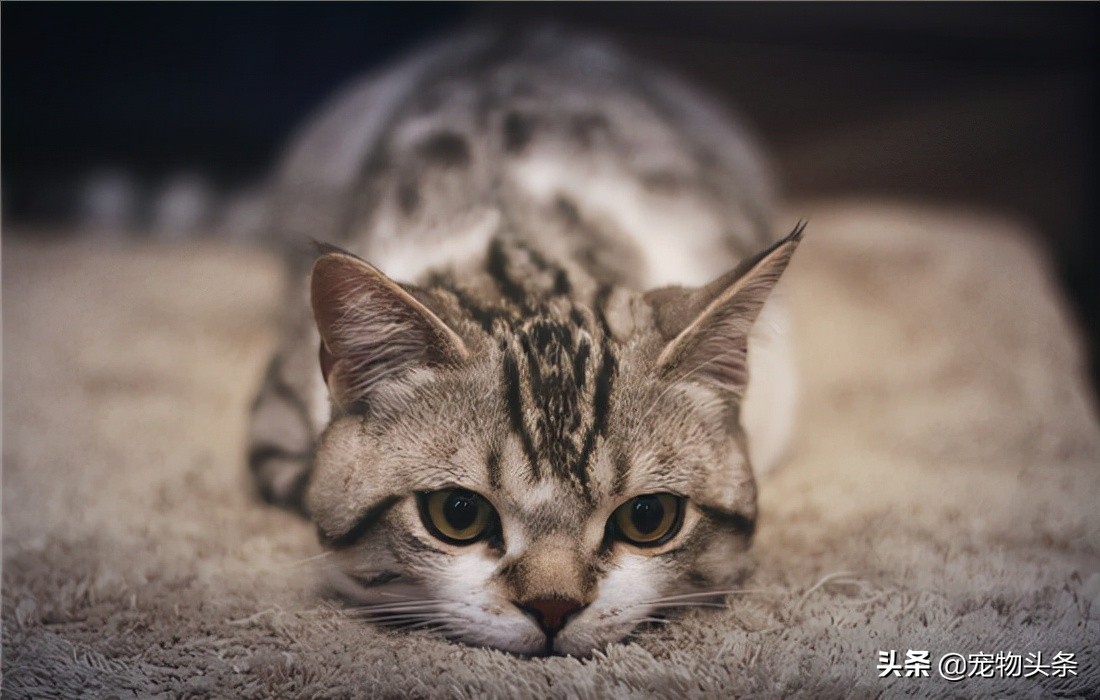 猫咪传腹是什么病现象