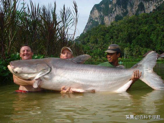 湄公河巨鲶：你们总说我会吃人，可我连牙齿都没有