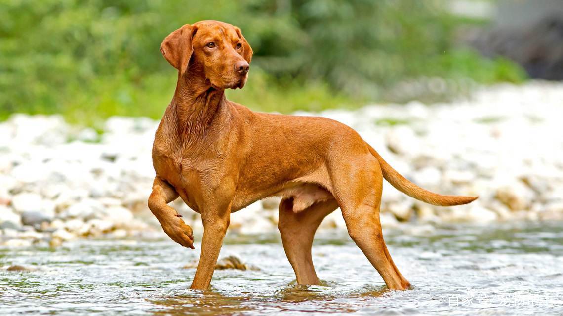 世界犬种智商排名榜前 30 名的聪明狗狗