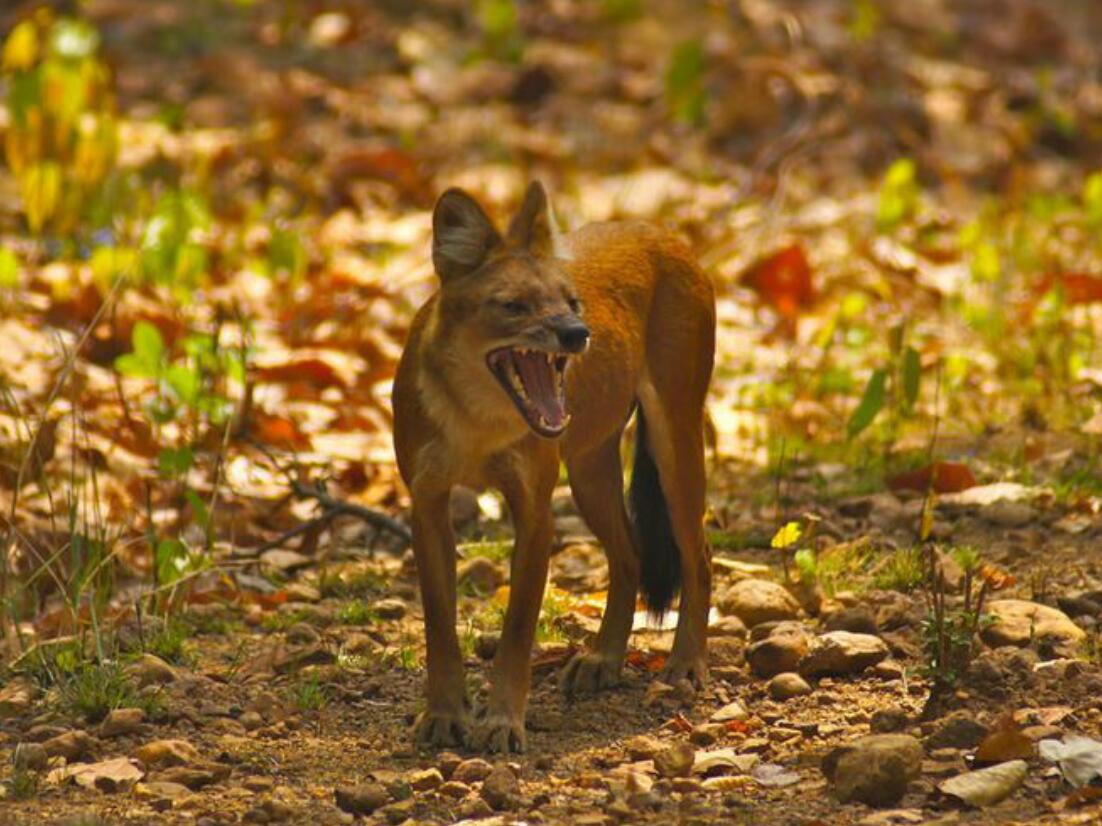 一次拍到14只,甘肃张掖:肃南首次发现大规模豺群,它攻击力多强