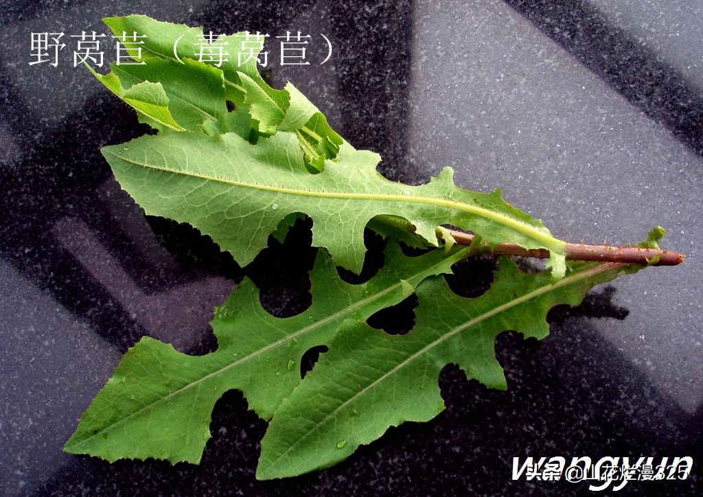 认识有毒野菜——毒莴苣