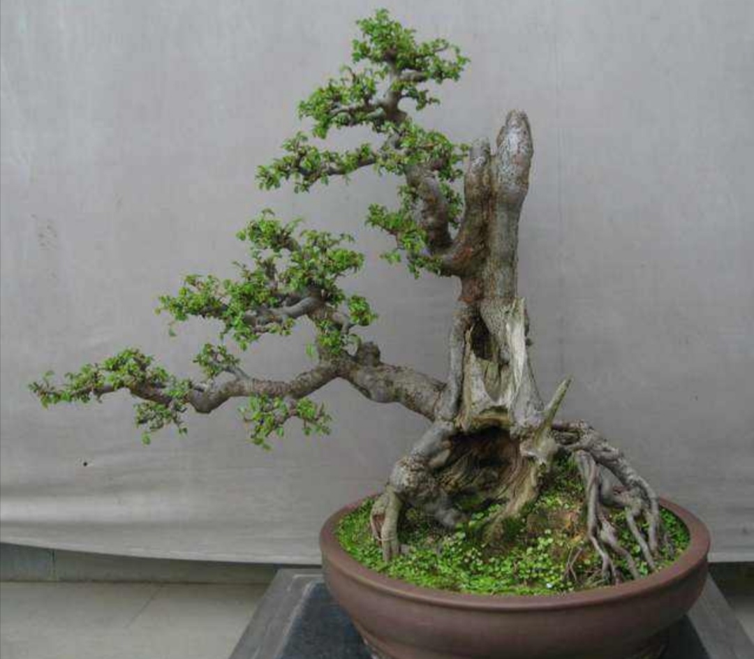 野外榆树疙瘩,常有奇异树桩,做成盆景观赏效果好