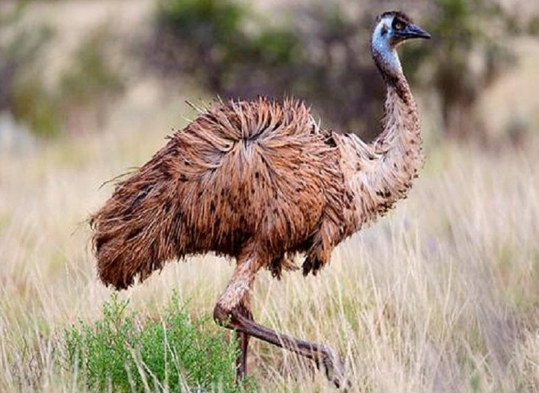 鹋怎么读？鹋的读音和意思