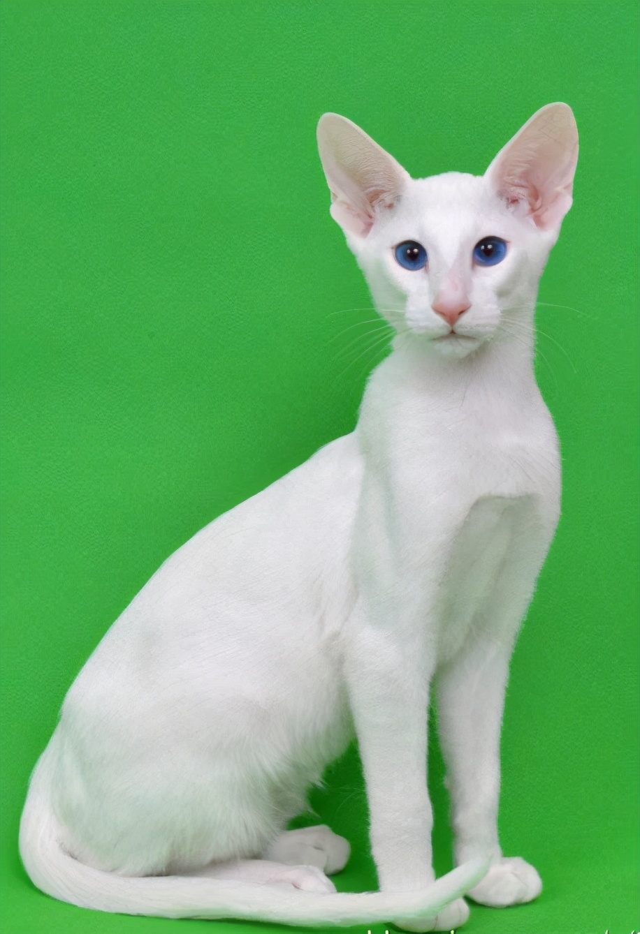 俄罗斯蓝猫挪威森林猫埃及猫伯曼猫阿比西尼亚猫新加坡猫索马里猫