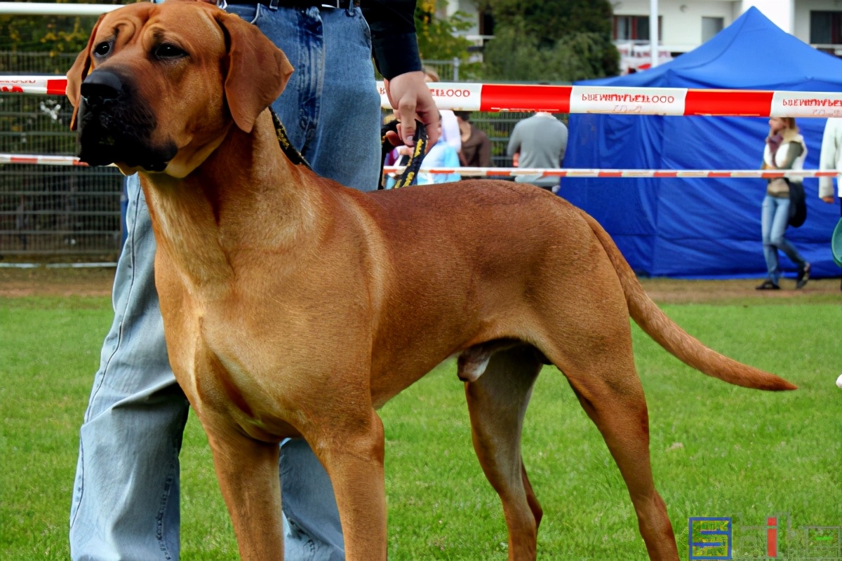 十大猛犬(Sbike动植物百科：国际犬业联盟公布的世界十大猛犬排行)