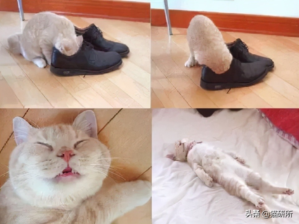 奥迪A3薄荷绿配色惹人爱，猫咪却对鞋子情有独钟为何痴迷？