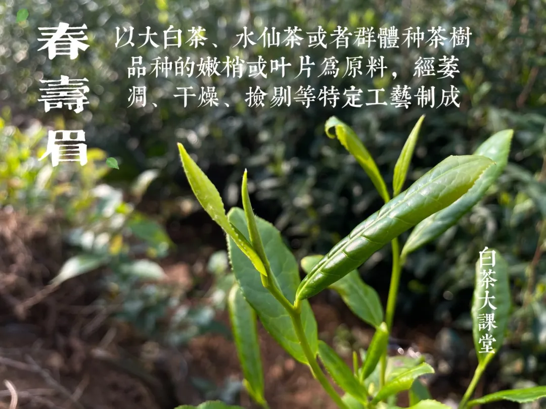 绿茶是什么茶（五个角度手把手教你读懂绿茶）