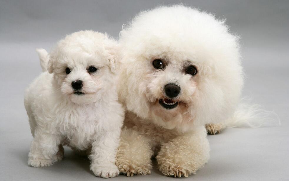 比熊寿命介绍(养比熊必须知道的6件事赶快收藏)