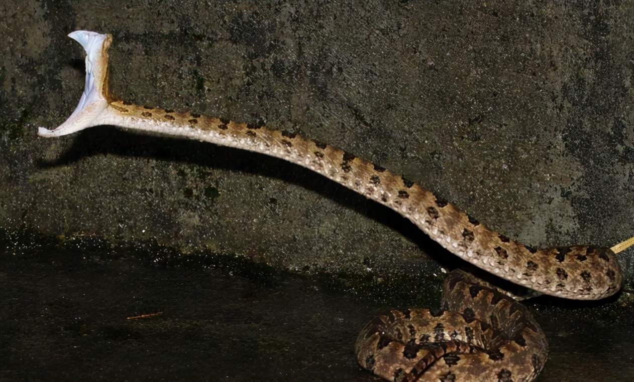 四川70岁老人被咬伤!这是什么蛇?有多毒?